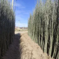 نهال فروشی به قیمت عمده|خدمات باغبانی و درختکاری|شیراز, آبزنگی|دیوار
