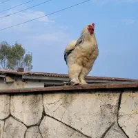 تخم نطفه دار برهما یا امپراطور