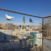 کبوتر فروشی