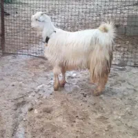 یه کولار شهرکردی ،یه تیر بز نژدی با بزغاله زیبا