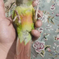 گرینچگ رام رام|پرنده|کرمانشاه, |دیوار