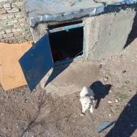 بیستی‌۴ماه