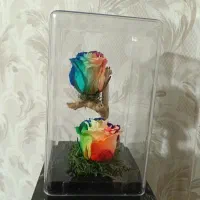 گل رز جاودان