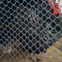 فروش بوقلمون نر