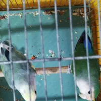 طوطی بزیلی جفت|پرنده|هشتگرد, فاز ۳ مهستان|دیوار