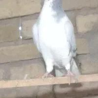 11عددحیوان|پرنده|بوئین زهرا, |دیوار