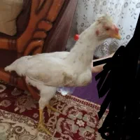 مرغ و خروس