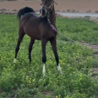 /(کره نریان-/