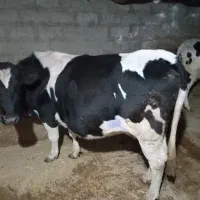 فروش ۳راس گاوشیری ابستن