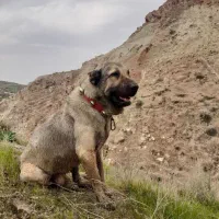 سگ پژدر نر