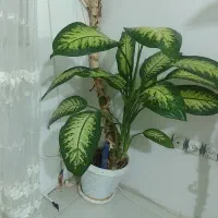 گل دیفن|گل و گیاه طبیعی|سنندج, |دیوار
