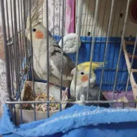 عروس هلندی جفت
