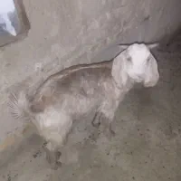 گوسفند فروشی