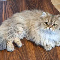 گربه اسکاتیش