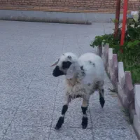 بره ماده ۴ ماهه
