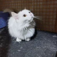 پرشین کلاسیک با سابقه زایمان موفق|گربه|تبریز, |دیوار