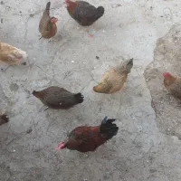 مرغ وخروس|حیوانات مزرعه|دره شهر, |دیوار