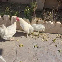 خروس فونیکس سفید تاج میل|حیوانات مزرعه|رودهن, |دیوار