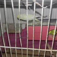 مرغ عشق|پرنده|شاهرود, |دیوار