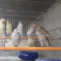 قناری بالغ و جوجه