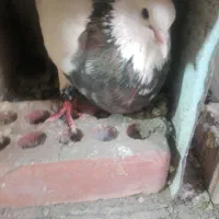طوقی شکلاتی در زرند