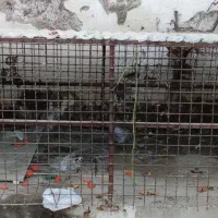 قفس اهنی مرغ وخروس