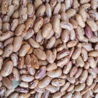 چیتی به شرط ۲۵۰ نخود۱۵۰ عدس ۱۱۰عمده فروش وخرده