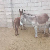 خر جوان با کره نر