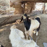 فروش دو راس پازن دو رگه|حیوانات مزرعه|جم, |دیوار