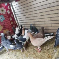 پلاکی،رنگی،دورگ