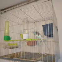 میز و صندلی و مرغ عشق و قالپاق|پرنده|مشهد, رستگار|دیوار