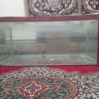 اکواریوم|ماهی|کرمانشاه, |دیوار