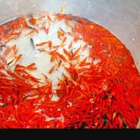 فروش ماهی قرمز