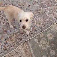 سگ گمشده