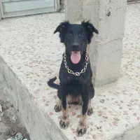 سگ ژرمن ماده