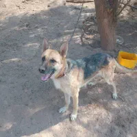 سگ ژرمن معاوضه با هرچی بکارم بیاد