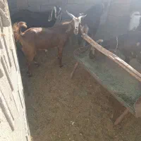 بزغاله نر چاق
