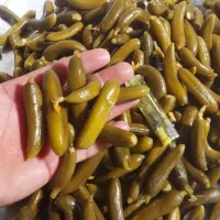 خیارشور|عمده‌فروشی|کبودرآهنگ, |دیوار