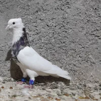 گمشده...مژدگانی فوری|پرنده|ایوان, |دیوار