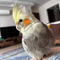 گمشده عروس هلندی