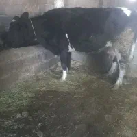 گاو وگوساله سمینتال اصل