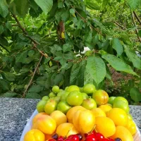 فروش خانه ویلایی ۲۵۰ متری ۲ خوابه روستای ارنان|فروش خانه و ویلا|یزد, |دیوار