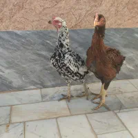 مرغ نسل دار|حیوانات مزرعه|سراوان, |دیوار