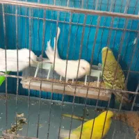 مرغ عشق و قفس