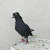 زاغدم سفیدوشازده