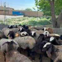 بره ماده شالی