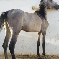 اسب سواری دار|اسب و تجهیزات اسب‌سواری|شیراز, احمدآباد|دیوار