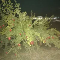 انار دماوند|عمده‌فروشی|دماوند, دماوند|دیوار
