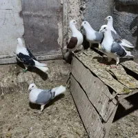 کفتر پشت گراف