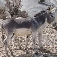 الاغ نر